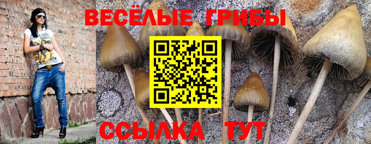 Сосновоборск  Галлюциногенные грибы Psilocybine cubensis  Вход с VPN  Галлюциногенные грибы мицелий 